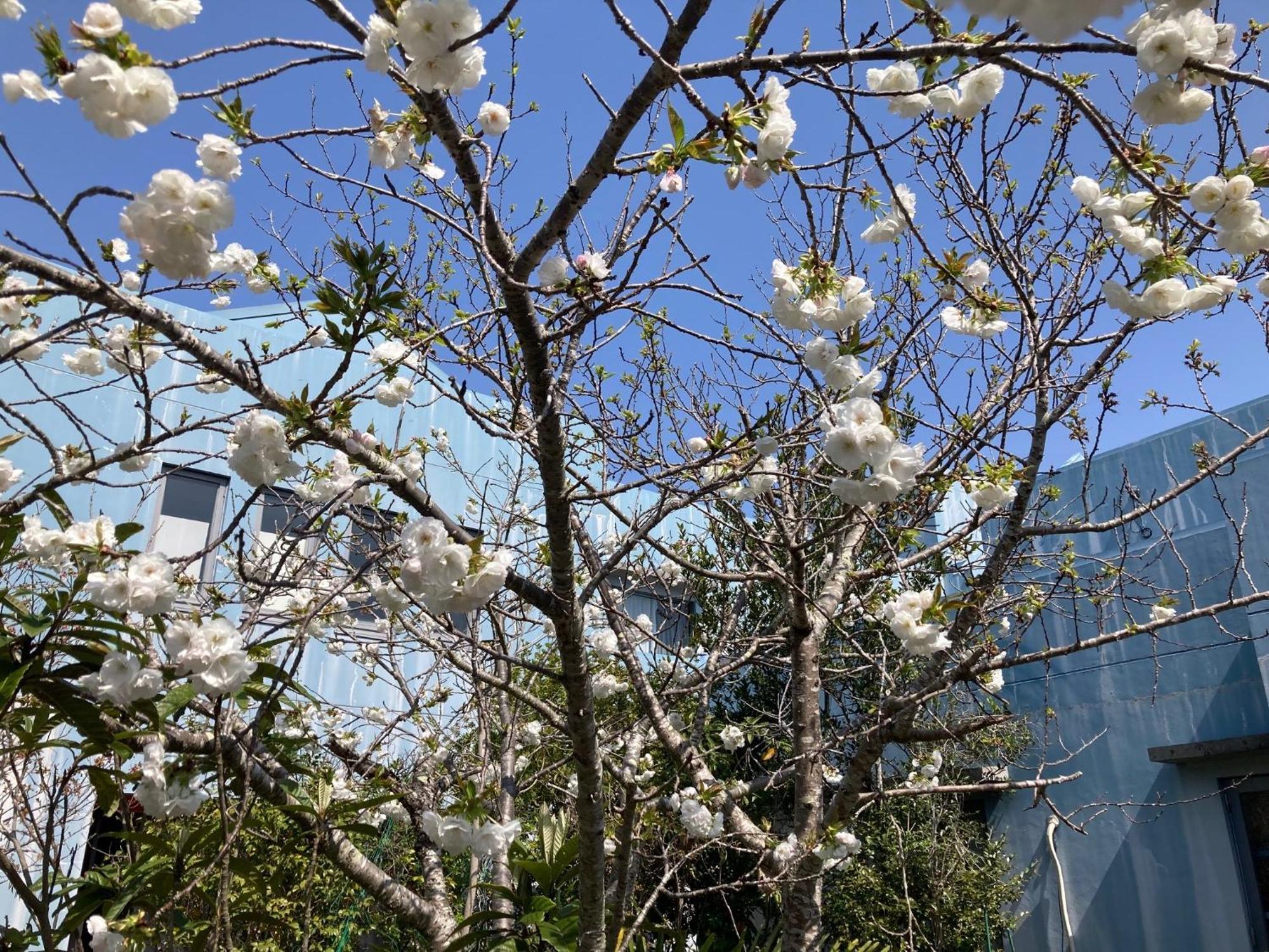 Narita Airport Samurai Hostel Kujukuri Dış mekan fotoğraf